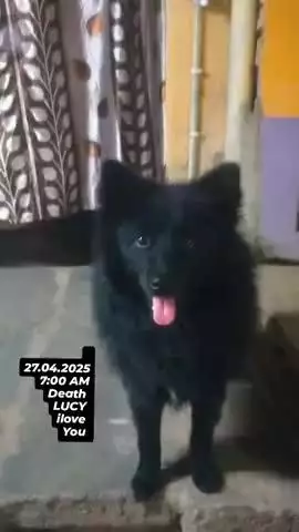 27.4.2025
AM 7:00
ilove 
Lucy
death