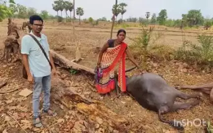 एटापल्ली: गुरुपल्लीत वीज पडुन तीन म्हशी ठार