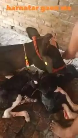 बलिया जिले के हरनाटार दयालपुर में मन्नू गुप्ता के घर एक गाय  ने दो बछड़े को जन्म दिया।
#बलिया#ballia