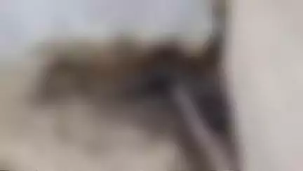 ফরাক্কা: নিউ ফরাক্কা স্টেশনে উদ্ধার অজ্ঞাত পরিচয় ব্যক্তির পচাগলা মৃতদেহ