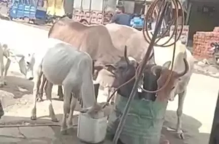 बहादुरपुर: भीषण गर्मी में दुकानदारों ने प्यासे पशुओं को दुकानों के सामानों में पानी पिलाया, वीडियो हुआ वायरल