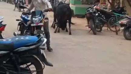 बनखेड़ी बाजार में आवारा मवेशी लोगों को कर रहे घायल, आवारा मवेशी आपस में लड़कर दुकानों में घुसकर कर रहे नुकसान...