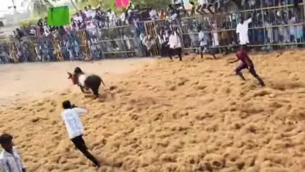 விராலிமலை: இருந்திராப்பட்டி கிராமத்தில் நடைபெற்ற ஜல்லிக்கட்டு போட்டிகள் நிறைவு - 39 பேர் காயம், 666 மாடுகள் அவிழ்க்கப்பட்டது