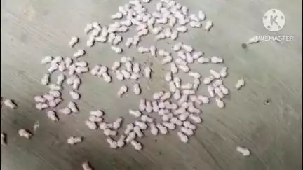 শান্তিরবাজার: নেশা বিরুদ্ধে অভিযানে নামলেন শান্তির বাজার মহকুমার অন্তর্গত রাজাপুর এডিসি ভিলেজের স্থানীয়  লোকজনেরা