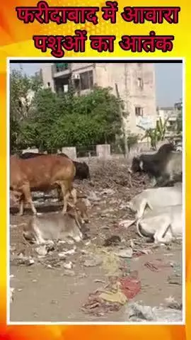 फरीदाबाद में आवारा पशुओं का आतंक 
आने जाने वालों लोगों को लगता है पशुओं से डर #police #Faridabad #school