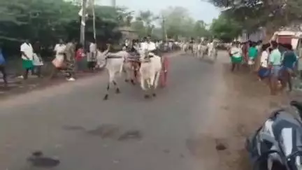 மணமேல்குடி: நாகுடியில் கோவில்  பங்குனி உத்திர திருவிழாவை முன்னிட்டு நடந்த மாட்டுவண்டி போட்டியில் 3 லட்சம் பரிசு வழங்கப்பட்டது