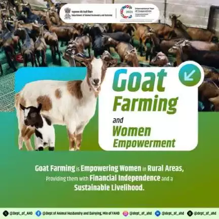 Goat Farming and Women Empowerment
Empowering rural women, one goat at a time! Goat farming provides financial independence and a sustainable livelihood for women in rural areas.
#WomenEmpowerment #GoatFarming