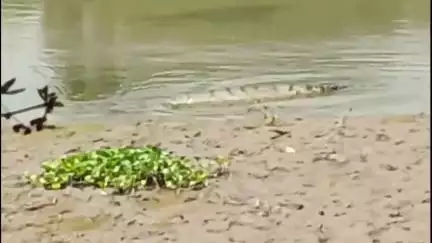 ভরতপুর ১: বাবলা নদীর গর্দান মারা বিলের দেখা মিলল কুমিরের, আতঙ্কিত এলাকার বাসিন্দারা
#jansamasya