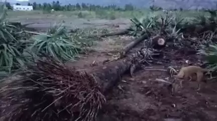 சேந்தமங்கலம்: அலங்காநத்தத்தில் சாலை ஓரத்தில் இருந்த பனை மரங்களை பிடுங்கி வெட்டி எடுத்த சம்பவத்தை கண்டித்து பொதுமக்கள் போராட்டம் நடத்தியதால் பரபரப்பு
