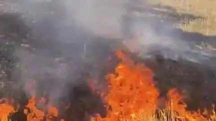 बरहरुवा: महाराजपुर गांव के बहियार में गेहूं के खेत में आग लगने से 30 बीघा फसल जलकर राख