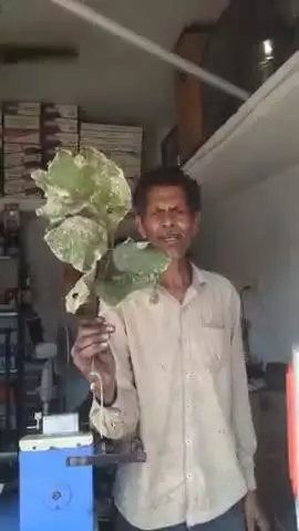 Kalimati Tekadi me palse ke patto me 5 patte vali dal mila hai