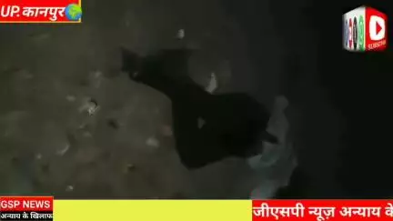 पुलिस व एक शातिर अपराधी के बीच हुई#मुठभेड़ पैर में लगी गोली किया गया गिरफ्तार@