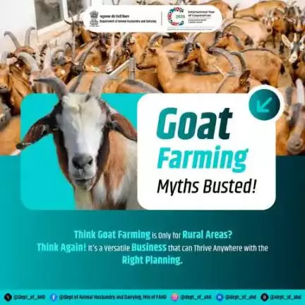 Goat Farming Myths Busted!
Think goat farming is only for rural areas? Think again!  With the right planning, it can thrive anywhere. Busting myths, breaking barriers! 
#GoatFarming