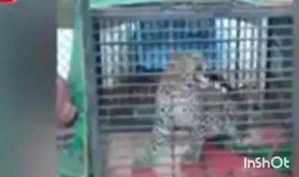 वैभववाडी: तिथवली येथे कोंबड्यांच्या खुराड्यात अडकलेला बिबट्या जेरबंद :  वनविभागाची धाडसी कारवाई