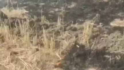 बाजना: शिवगढ़ में पानी की लाइन में खराबी से खेतों में लगी आग, किसानों ने 4 घंटे की मशक्कत के बाद पाया काबू