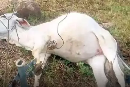 నాగిరెడ్డిపేట: మెల్ల కుంట తండా గ్రామంలో విద్యుత్ షాక్ తో ఆవు మృతి