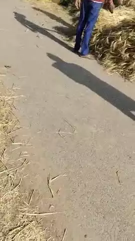 ये रजौली थाना मुरहेना पंचायत चामोथा के अंदर रोड पे गेहूं काटा जा रहा रोड पे आनेजाने दिक्कत का सामना करना पड़ता है ।