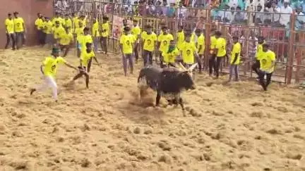 வாழப்பாடி: சிங்கபுரத்தில் ஜல்லிக்கட்டு போட்டி. .அமைச்சர் ராஜேந்திரன் துவக்கி வைத்தார். 500க்கும் மேற்பட்ட காளைகள் பங்கேற்பு