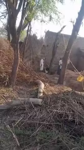 जबरदस्ती प्लॉट में से दोहरे पेड़ काटे गए गांव ताजपुर भरतपुर