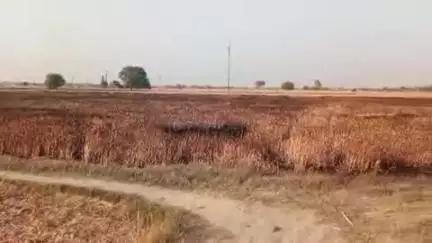 जल्ला सिकंदरा में संदिग्ध परिस्थितियों में गेहूं फसल में लगी आग 20 बीघा लगभग जमीन जलकर हुई राख  कड़ी मेहनत से आग बुझी।