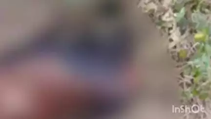 नागभिर: तळोधि बाळापूर येथे वाघाच्या हल्यात बकरी ठार