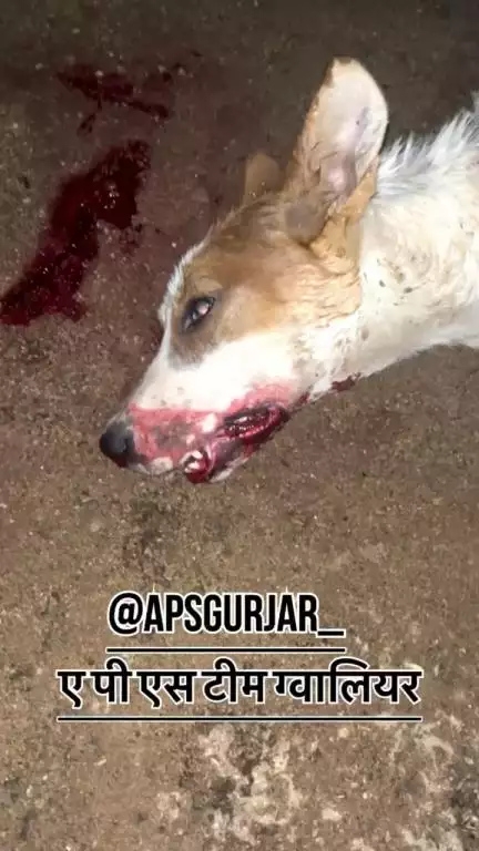 आप लोग सावधानी से गाड़ी चलाएं,
ये अपना दर्द किसी को नहीं बता सकते 🙏🏻

Respect Girls help poor help animals 

#apsgurjar #dogsofinstagram #dog