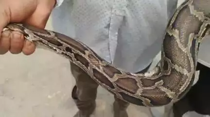 বৰভাগ: অৰৰাত বৃহৎ আকাৰৰ অজগৰ উদ্ধাৰ