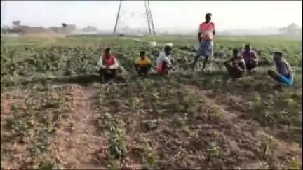 बेरो: बेड़ो प्रखंड के टेंगरिया में जंगली हाथी के हमले में किसान की मौत, क्षेत्र में दहशत