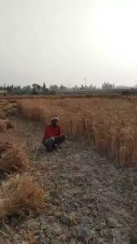 gehun ki katai ke liye majdur nahin mil rahe