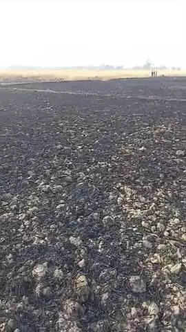 पिरो थाना के तिलाठ धान पोखर  के बाधार में आग का तांडव 100 बिगहा गेहूं का फसल जलकर राख हो गया  7/4/25