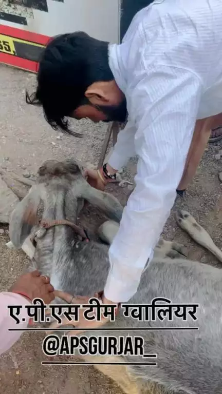 इसका पैर तोड़ दिया गाड़ी वाले ने 🐄

Respect Girls help poor help animals 

#apsgurjar #help #cow #cars