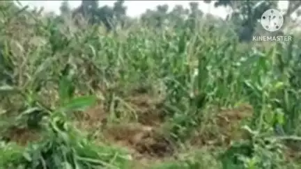 सोनाहातु: सोनाहातु में हाथियों के झुंड ने फसल को किया नष्ट