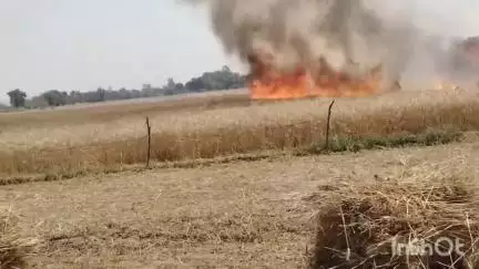 चक्की: जगदीशपुर गांव के बधार में गेहूं के खेतों में लगी आग, कई बीघे की फसल जलकर राख