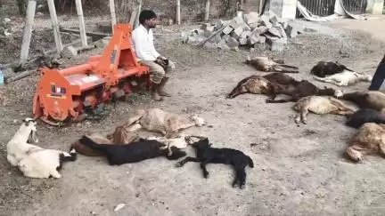 హత్నూర: కాసాల గ్రామంలో గొర్రెల మందపై కుక్కల దాడి 30 గొర్రెలు మృతి రెండు లక్షల నష్టం