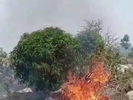 ವಡಗೇರಾ: ಕೋಡಲ ಗ್ರಾಮದಲ್ಲಿ ಆಕಸ್ಮಿಕ ಬೆಂಕಿಗೆ ಮಾವು, ತೆಂಗಿನ ಮರಗಳು ಭಸ್ಮ