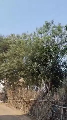 सुबह सुबह गांव का नज़ारा देखने को मिला