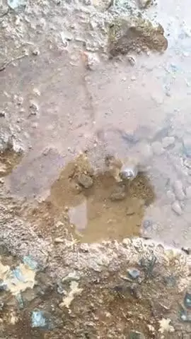 gram Shri Rampura men road per pipeline leakage Koi theek karne wala nahin a raha hai