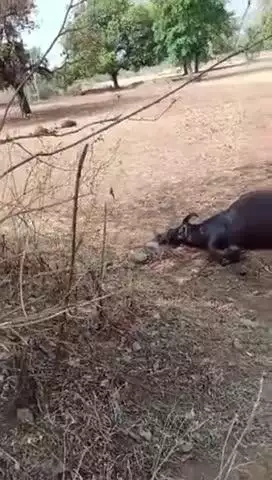 Jila Shivpuri Tahsil khaniyadhana ke gram Bamore Kalan mein bijali ke tar tutane Se Hui bejubano Ki Maut #viral news 11