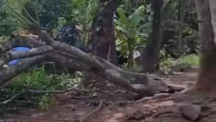 വർക്കല: കുടവൂരില്‍ മരം ഒടിയുന്ന ശബ്ദം കേട്ട് സഹോദരനെ രക്ഷിക്കാന്‍ ശ്രമിക്കവെ മരം വീണ് ബാലിക മരിച്ചു