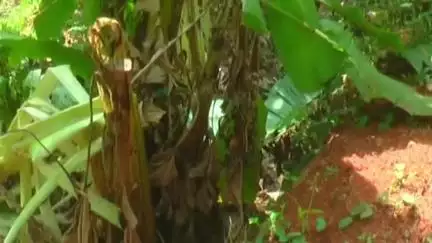 തലപ്പിള്ളി: ചേലക്കര തോന്നൂർക്കരയിൽ ജനവാസ മേഖലയിൽ കാട്ടാന ഇറങ്ങി കൃഷി നശിപ്പിച്ചു