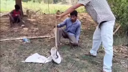 ବୀରମିତ୍ରପୁର: ନୂଆଗାଁର ଦୁଇଟି ଅଞ୍ଚଳରେ ଦୁଇଟି ସାପ ଉଦ୍ଧାର କରି ଦିଆଗଲା,ବନବିଭାଗକୁ ସୂଚନା।
