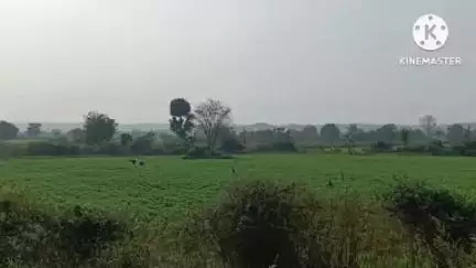 आष्टी: जैतापूर येथे शेती मजुरीच्या शुल्लक कारणावरून झाला वाद, विटेने केली मारहाण