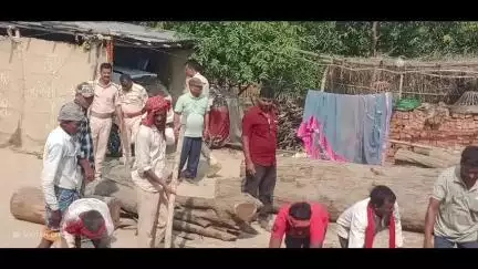 नरकटियागंज: इनरवा गांव में पुलिस और वन विभाग की संयुक्त कार्रवाई में बड़ी मात्रा में शीशम की लकड़ी जब्त