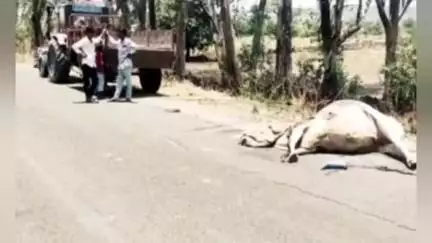 ಚಿಂಚೋಳಿ: ಕೋಡ್ಲಿ ಬಳಿ ಎತ್ತಿನ ಬಂಡಿಗೆ ಟಿಪ್ಪರ್ ಡಿಕ್ಕಿ,  ಸ್ಥಳದಲ್ಲೇ ಎತ್ತು ಸಾವು