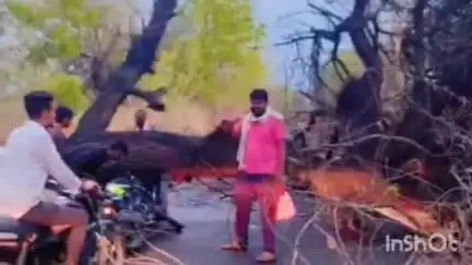 मनोरा: तालुक्यातील सोमाठाना - गव्हा मार्गावर वादळी वाऱ्यामुळे वृक्ष कोसळल्याने सदर मार्गावरील वाहतूक बंद