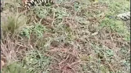 मोरंग: किन्नौर के ऊपरी क्षेत्रों में दुनिया की सबसे महंगी सब्जी गुच्छी को उठाने का काम शुरू, वीडियो जारी