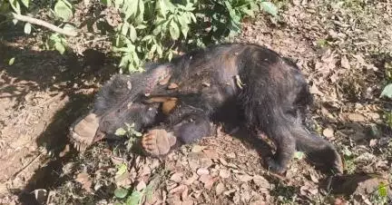 ಸೂಪಾ: ಚಾಪೋಲಿ ಹತ್ತಿರ ವಿದ್ಯುತ್ ತಂತಿ ತಗುಲಿ ಕರಡಿ ಸಾವು