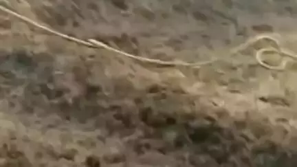 डबवाली: गांव कालूआना के श्रीराम गोपाल गौशाला में रखी तूड़ी में लगी आग, 150 क्विंटल तूड़ी जलकर हुई राख
