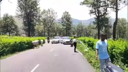 வால்பாறை: வால்பாறை சுற்றுவட்டார பகுதிகளில் வனவிலங்குகள் நடமாடும் பகுதியில் சுற்றுலாப் பயணிகள்