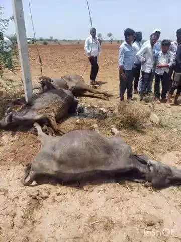 पीसांगन: पिसागंन थाना क्षेत्र के बखतापुरा गांव में विद्युत लाइन की चपेट में आने से चार भैंसों की हुई मौत